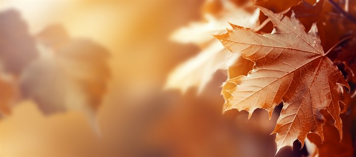 otoño.jpg